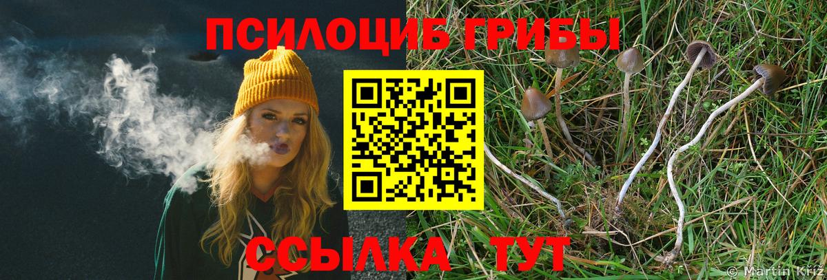Галлюциногенные грибы Psilocybine cubensis Североморск